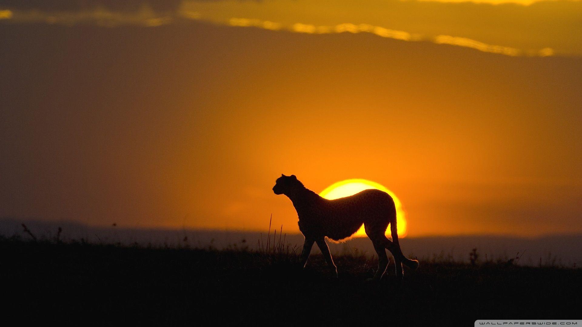 Wild Animals HD Wallpapers Wallpaper Cave