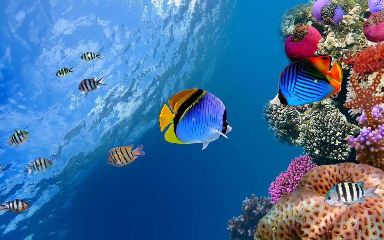 Sea Life Wallpapers Wallpaper Cave