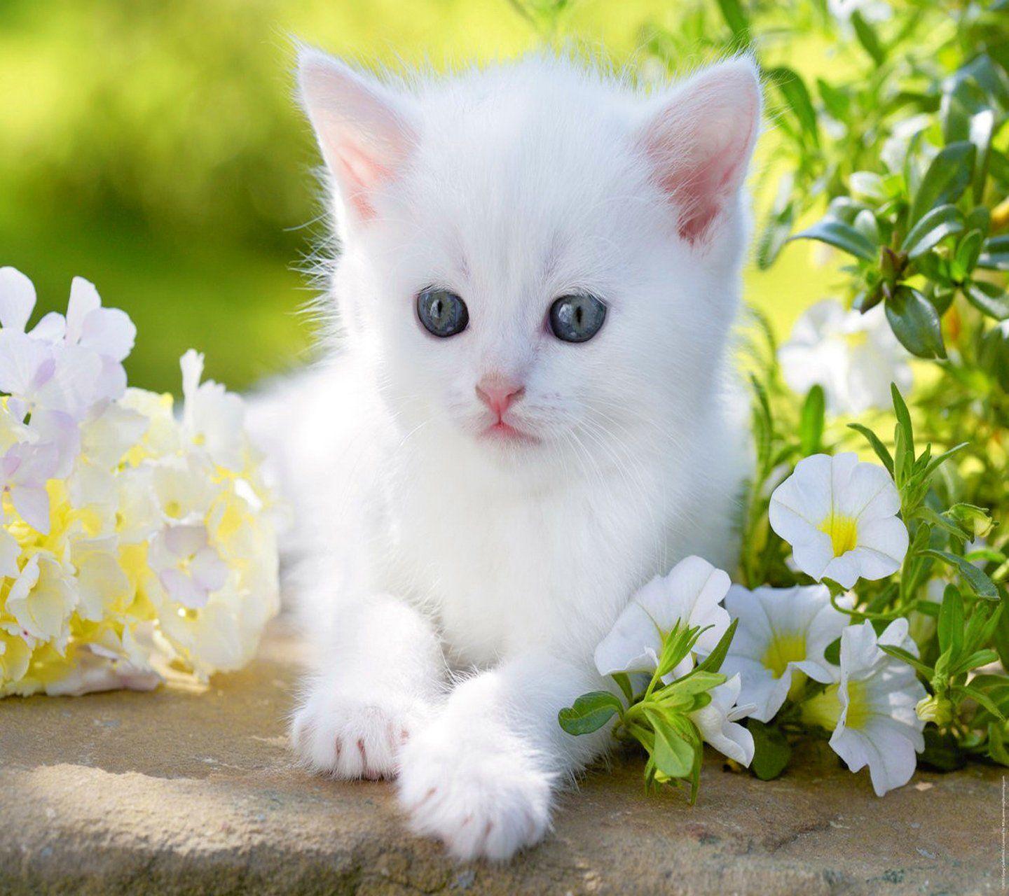 Baby Cat Wallpapers Wallpaper Cave