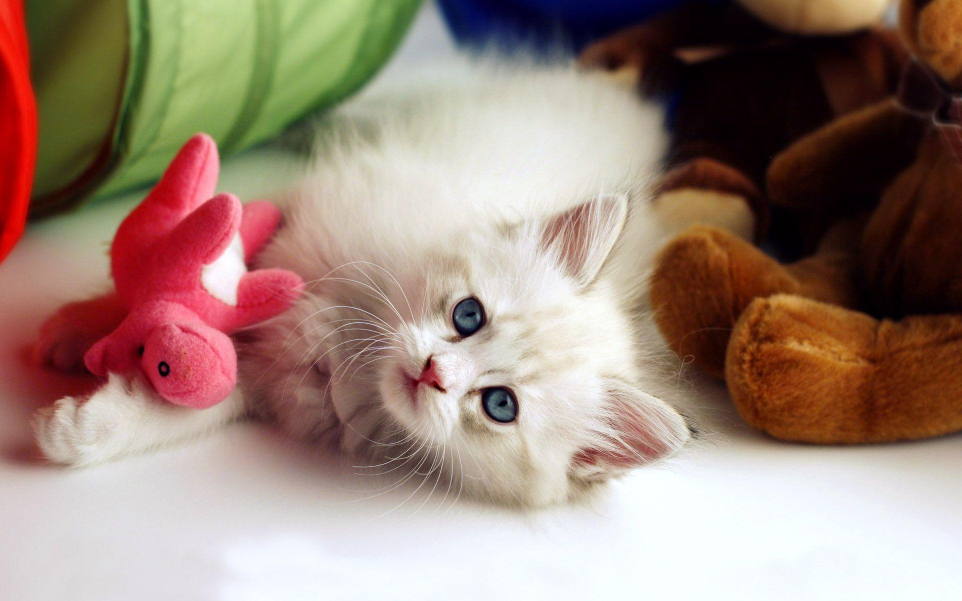 Baby Cat Wallpapers Wallpaper Cave
