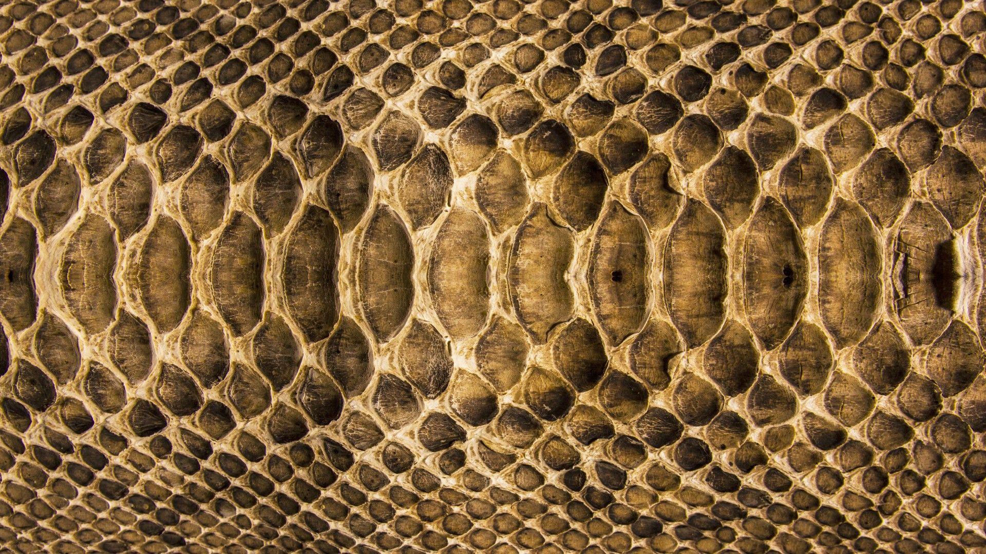 Snake Skin Wallpapers Wallpaper Cave