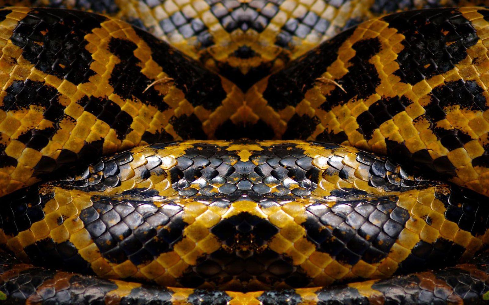 Snake Skin Wallpapers Wallpaper Cave