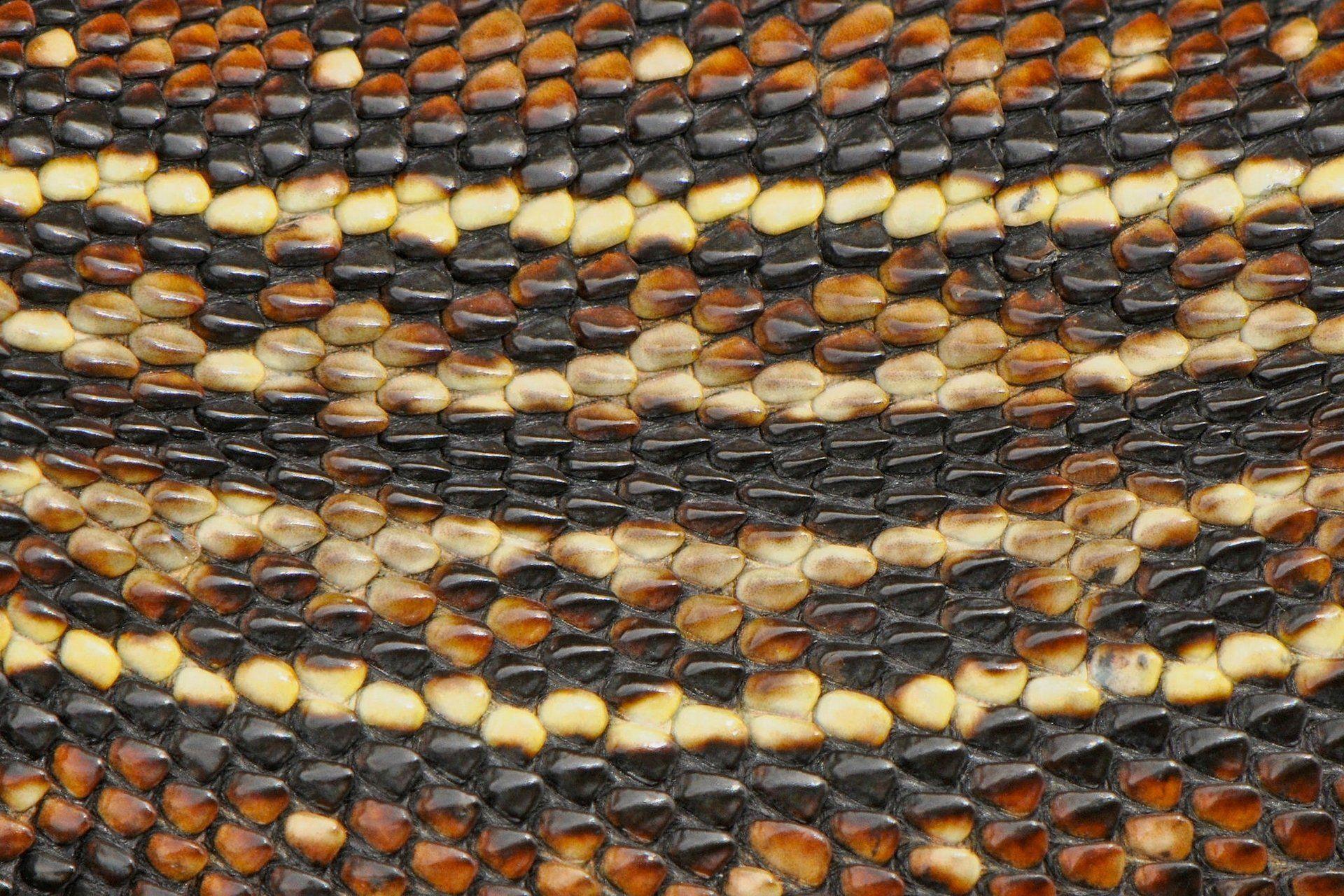 Snake Skin Wallpapers Wallpaper Cave