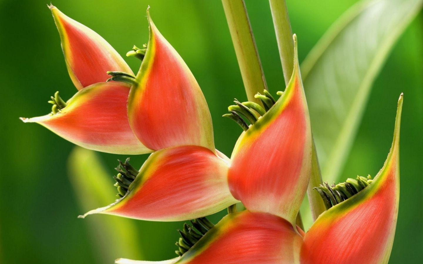 Tropical Flowers Wallpapers Wallpaper Cave