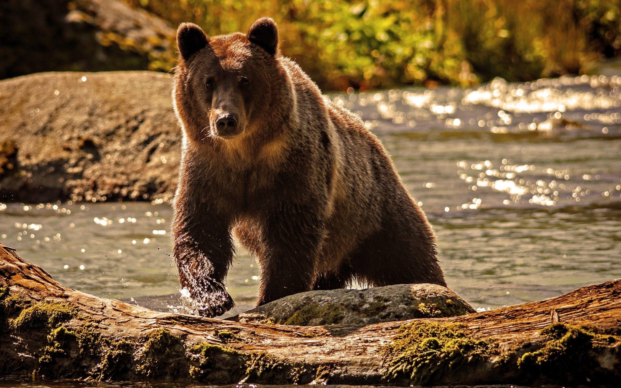 Grizzly Bears Wallpapers Wallpaper Cave