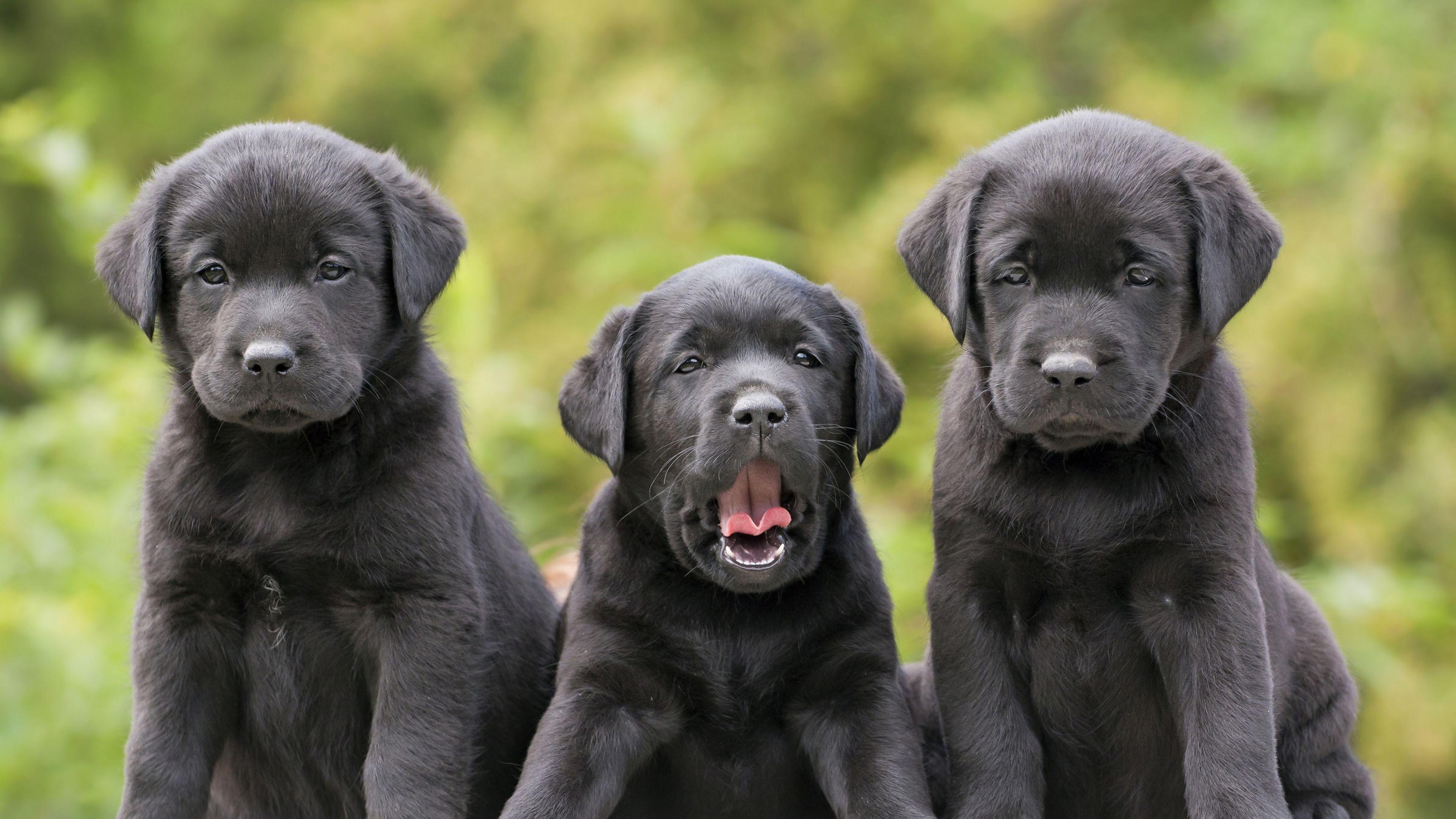 Labradors Wallpapers Wallpaper Cave