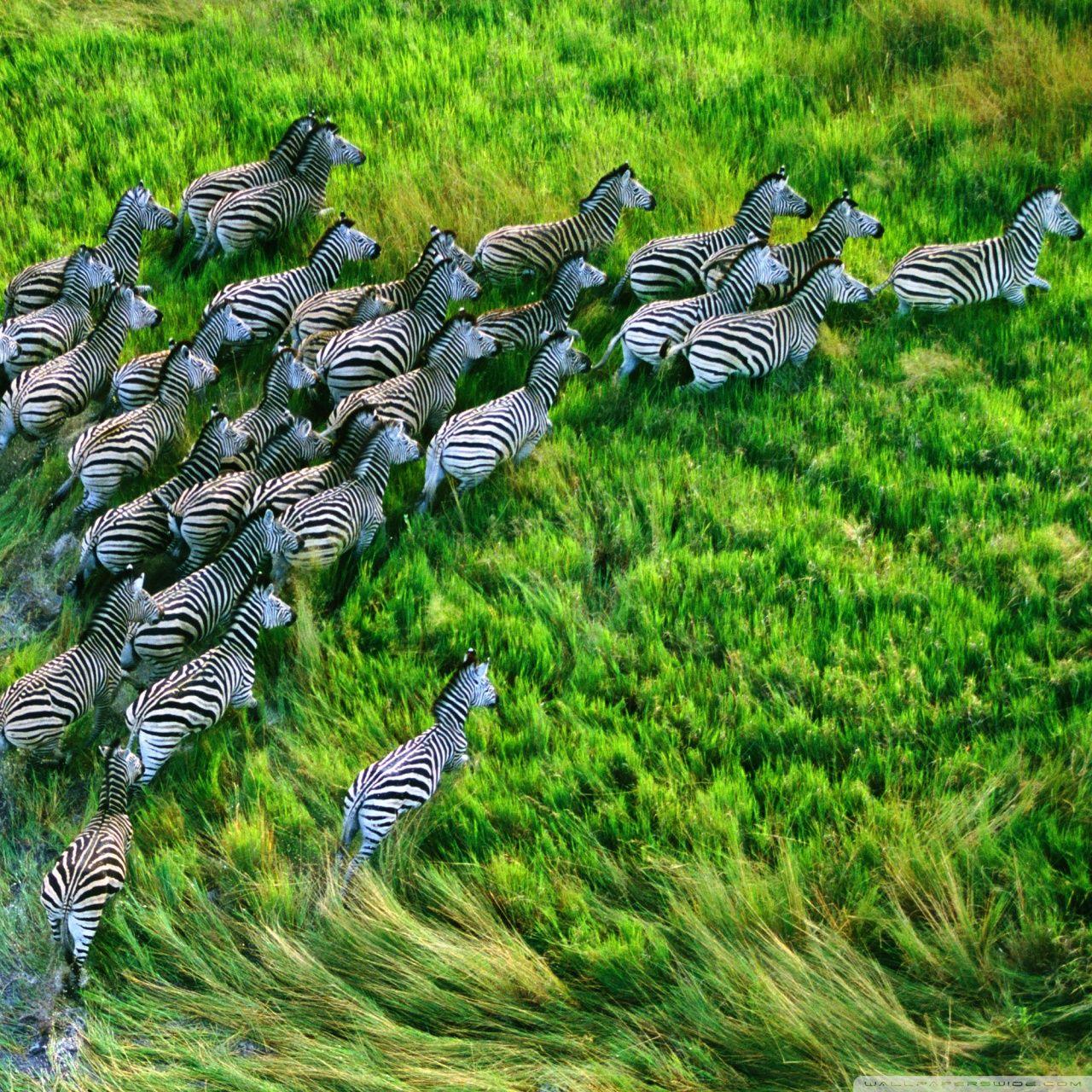 Zebras Wallpapers Wallpaper Cave