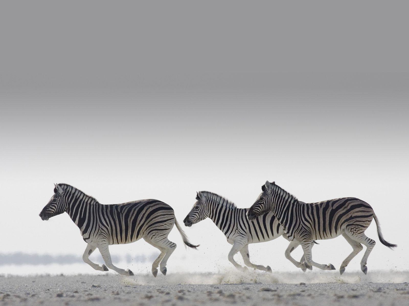 Zebras Wallpapers Wallpaper Cave