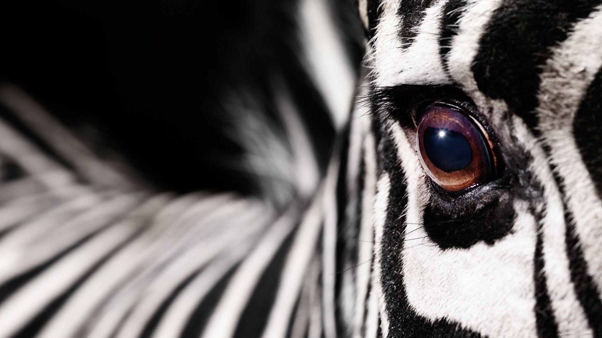 Zebras Wallpapers Wallpaper Cave