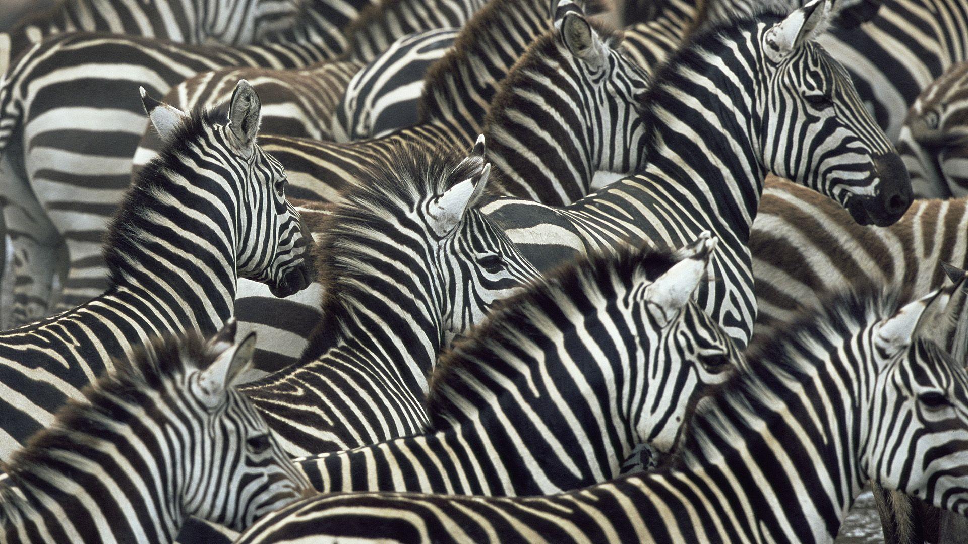 Zebras Wallpapers Wallpaper Cave