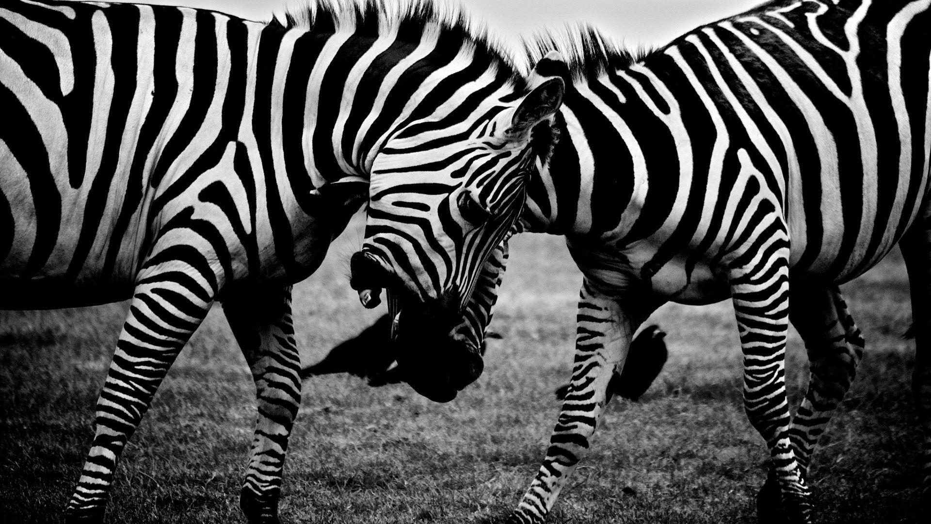 Zebras Wallpapers Wallpaper Cave