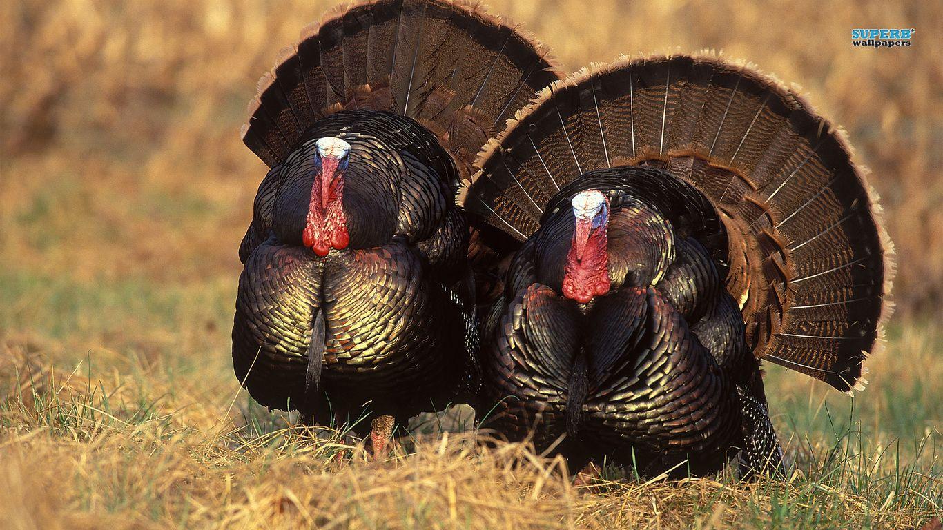 Turkeys Wallpapers Wallpaper Cave