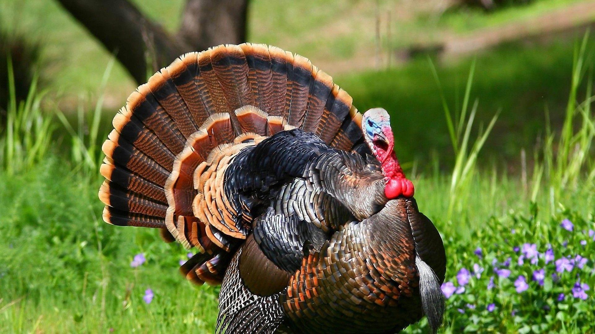 Screensaver Turkey Hunting Wallpaper Drawu