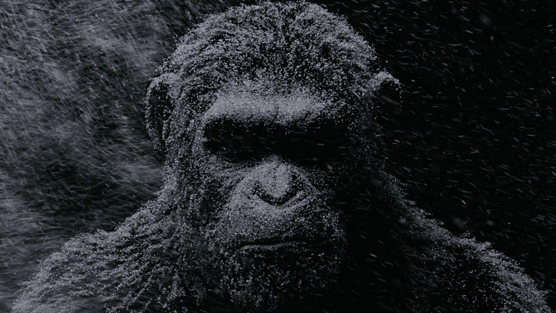 Caesar Of The Apes Wallpapers Wallpaper Cave