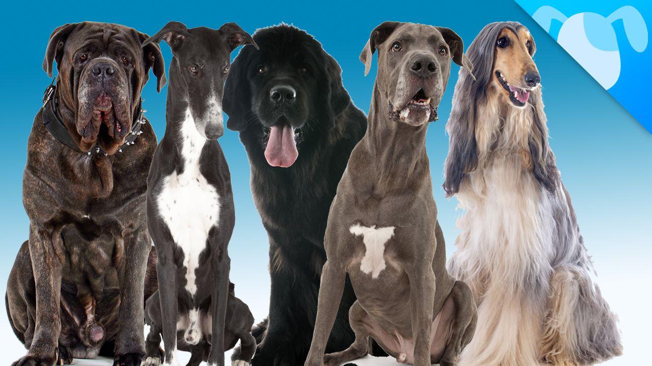 Big Dogs Wallpapers Wallpaper Cave