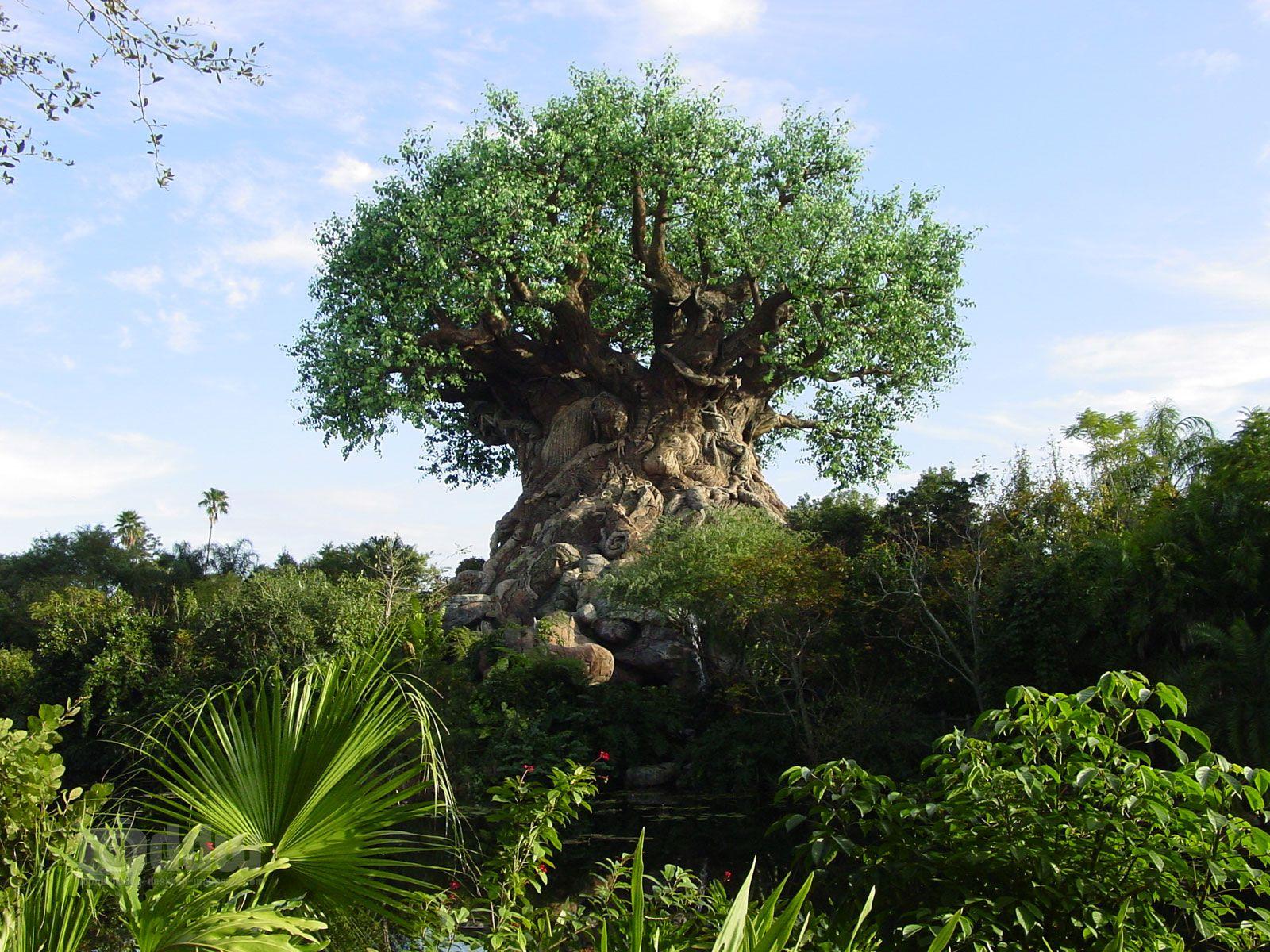 Disney's Animal Kingdom Wallpapers Wallpaper Cave