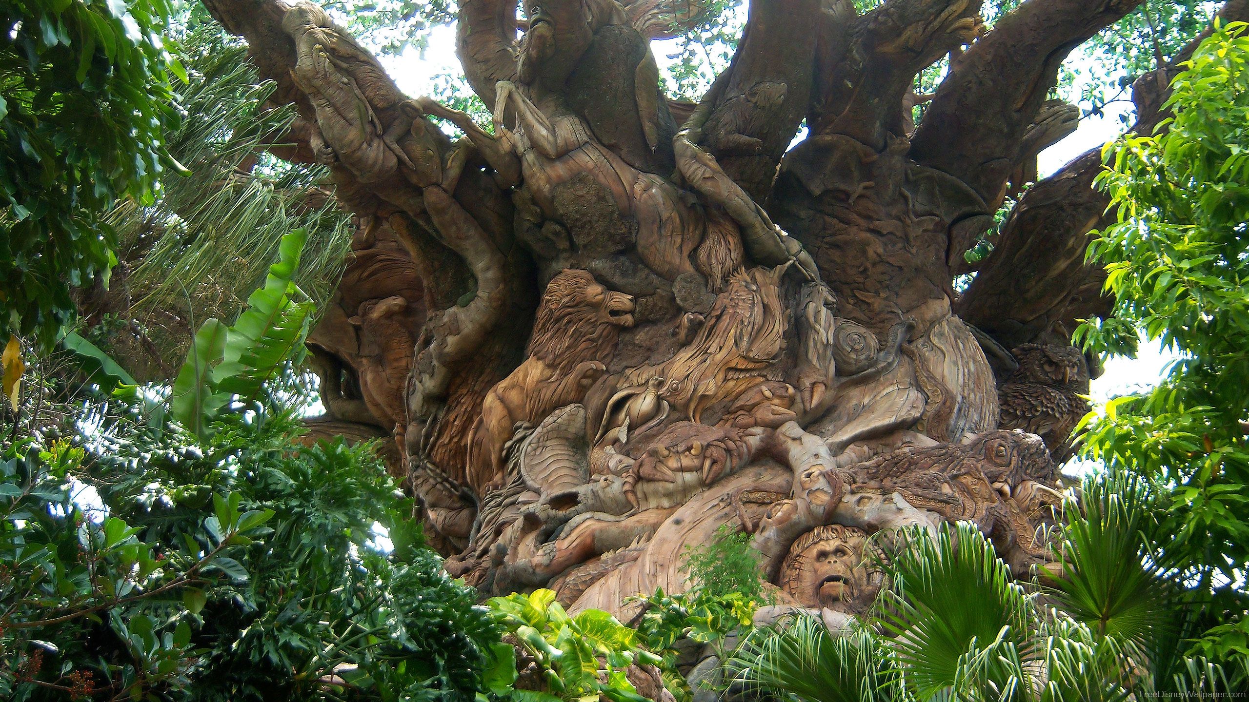 Animal Kingdom Wallpapers Wallpaper Cave