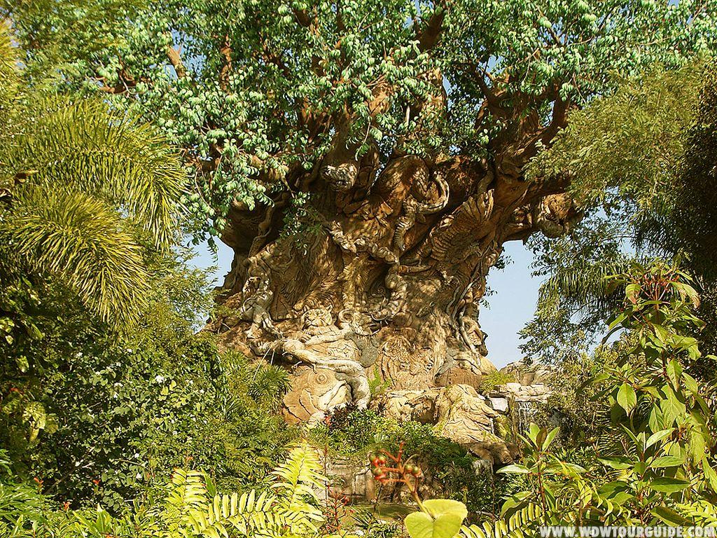 Disney's Animal Kingdom Wallpapers Wallpaper Cave