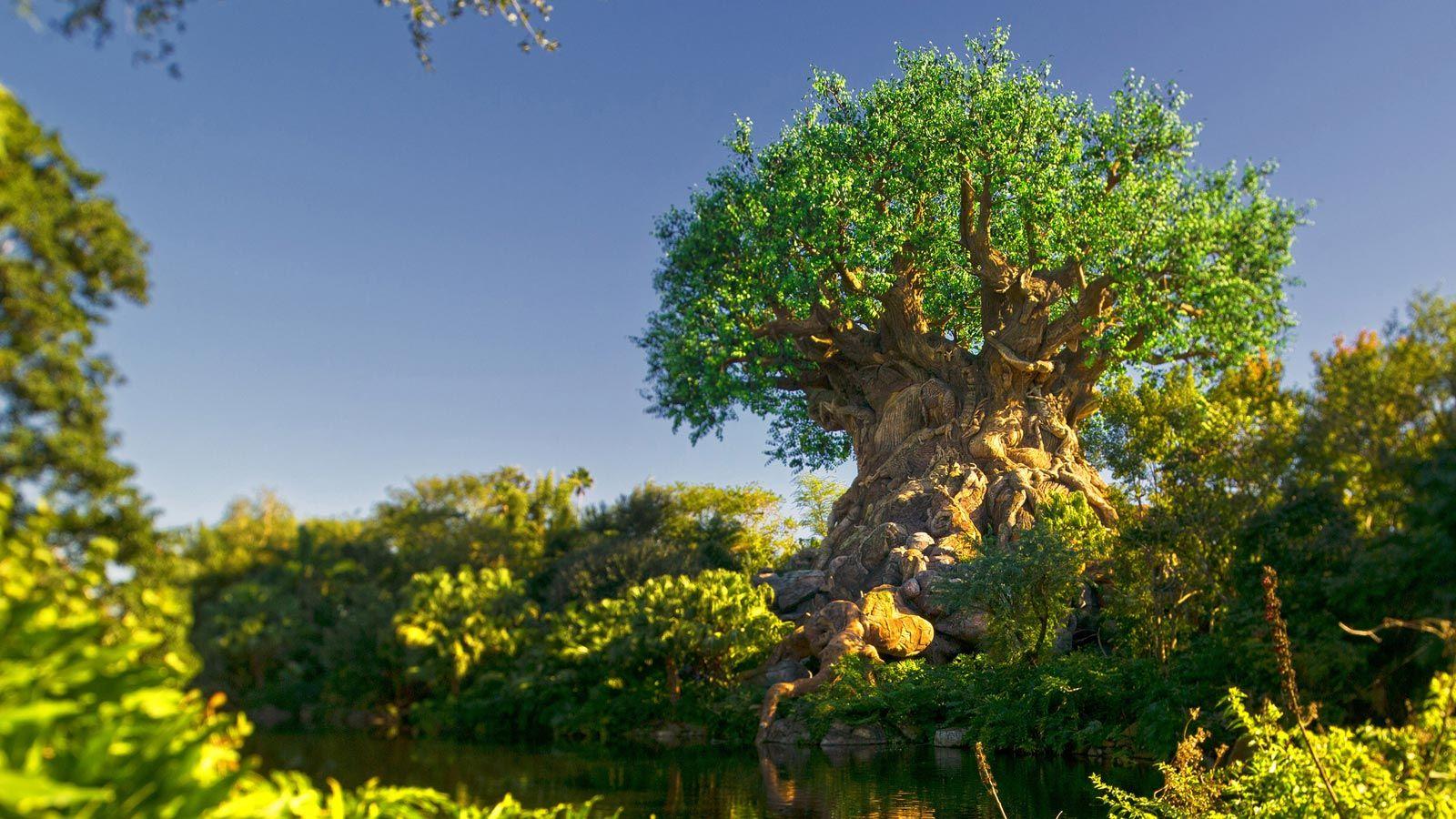 Disney's Animal Kingdom Wallpapers Wallpaper Cave
