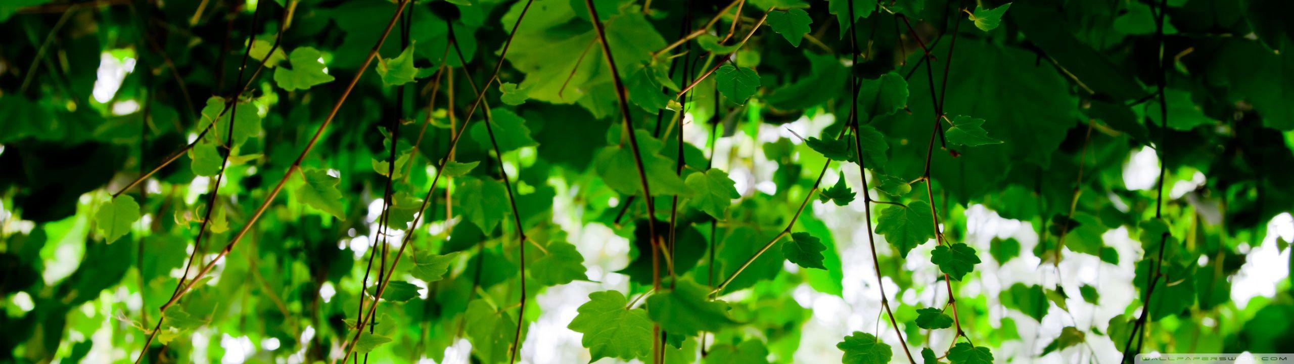 Vines Wallpapers Wallpaper Cave
