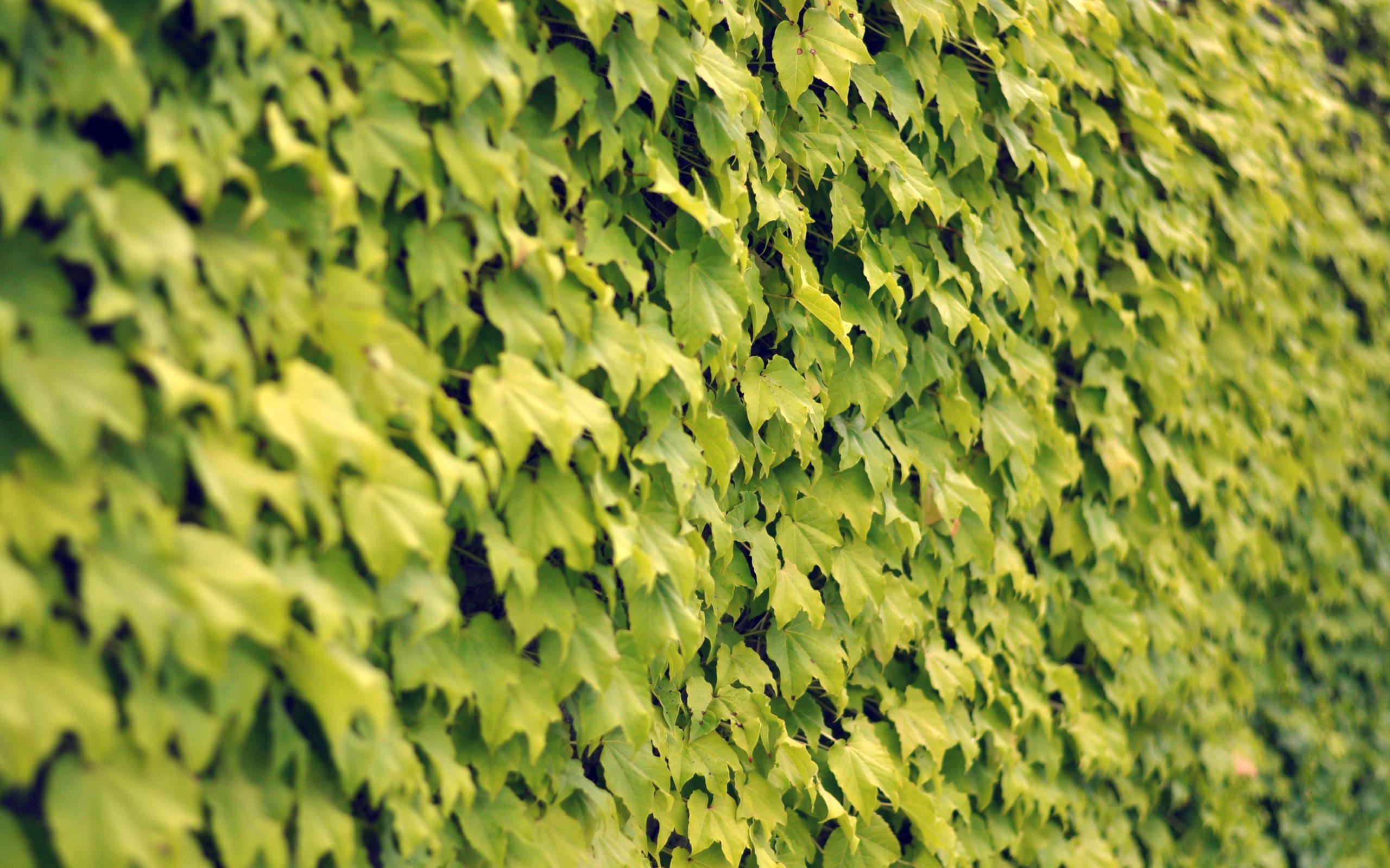 Vines Wallpapers Wallpaper Cave