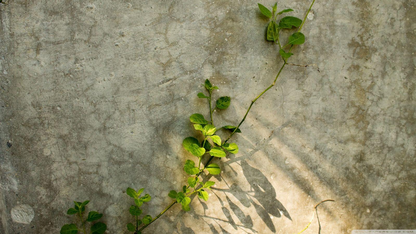 Vines Wallpapers Wallpaper Cave