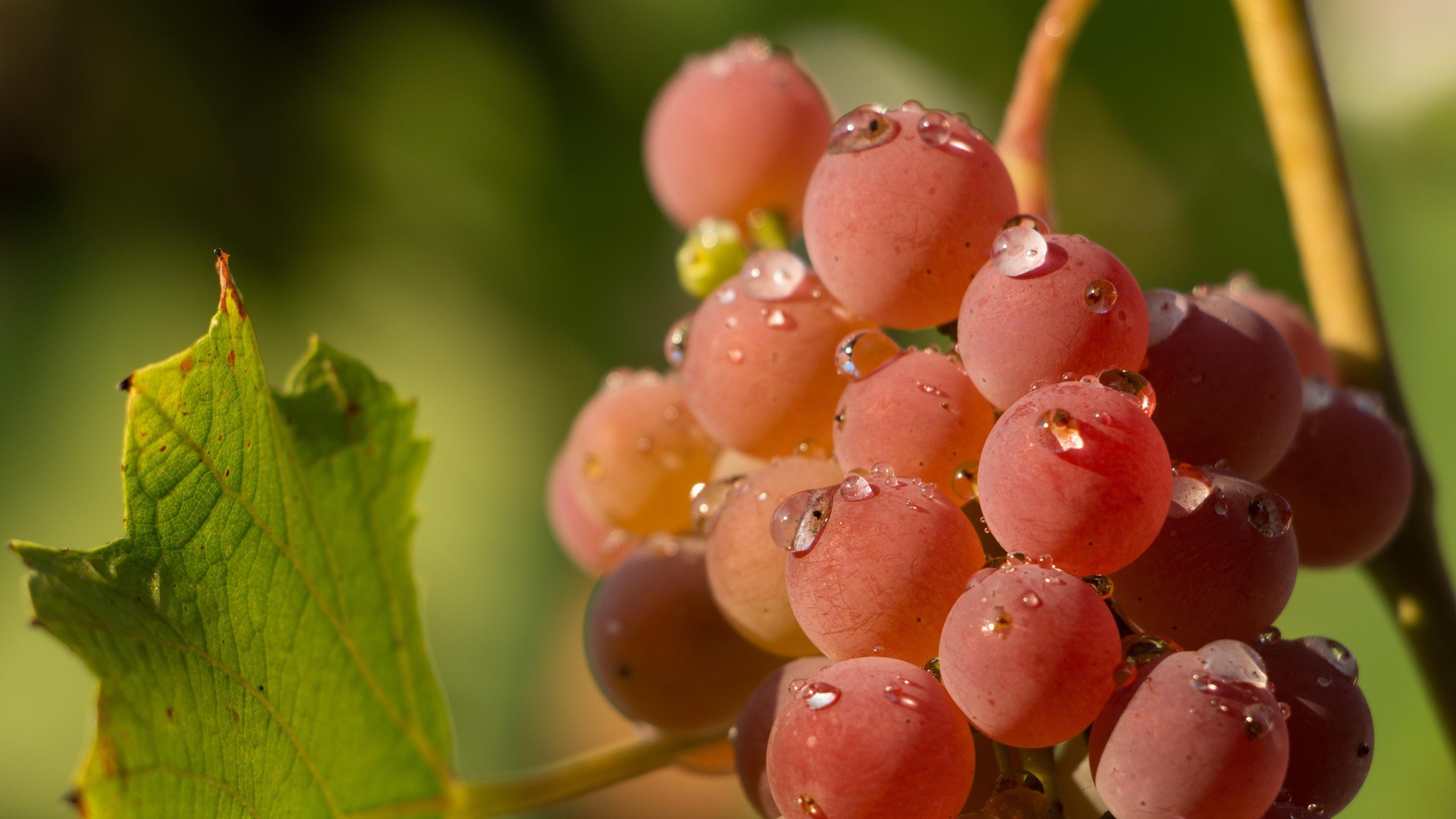 Vines Wallpapers Wallpaper Cave