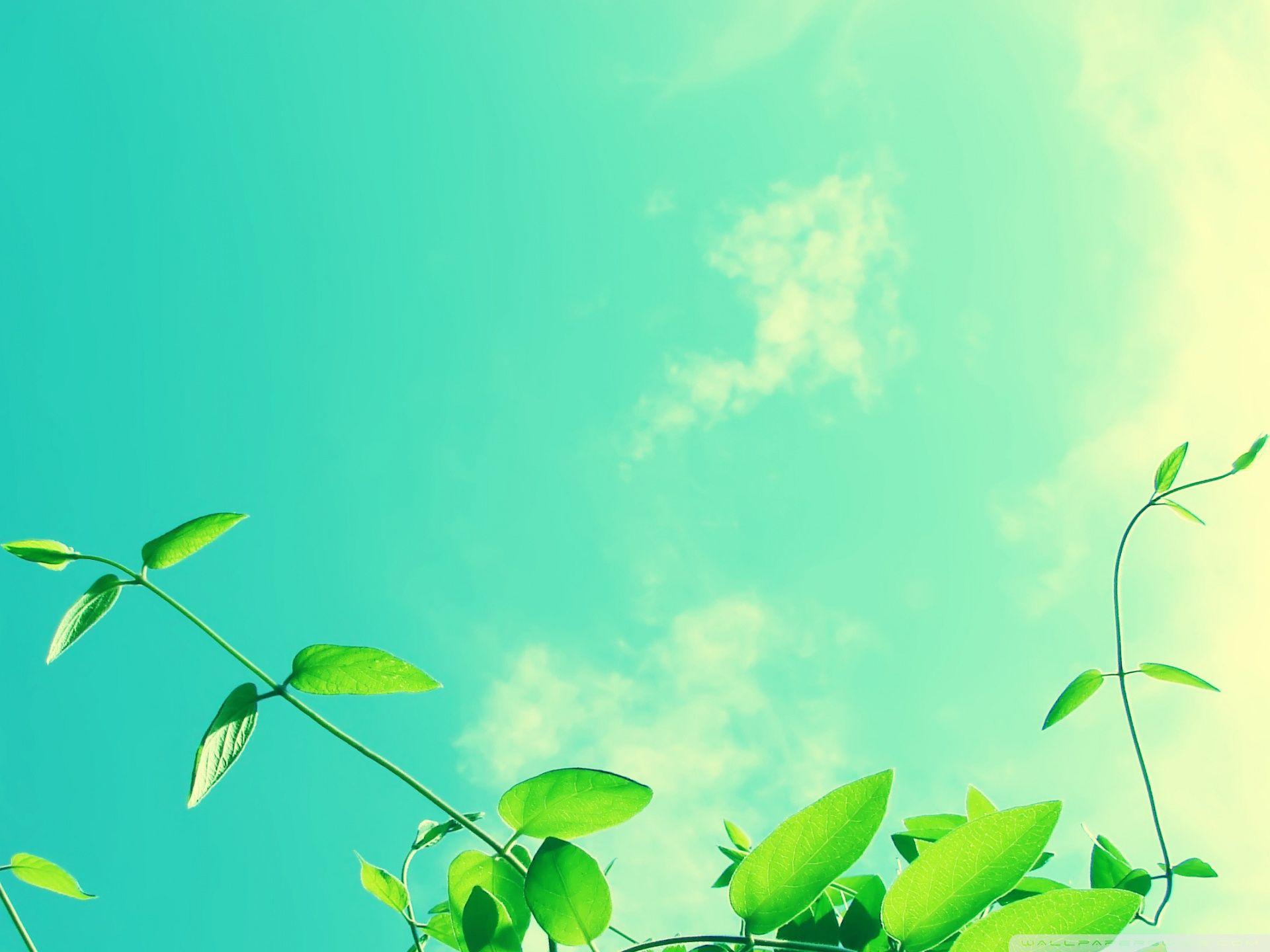 Vines Wallpapers Wallpaper Cave