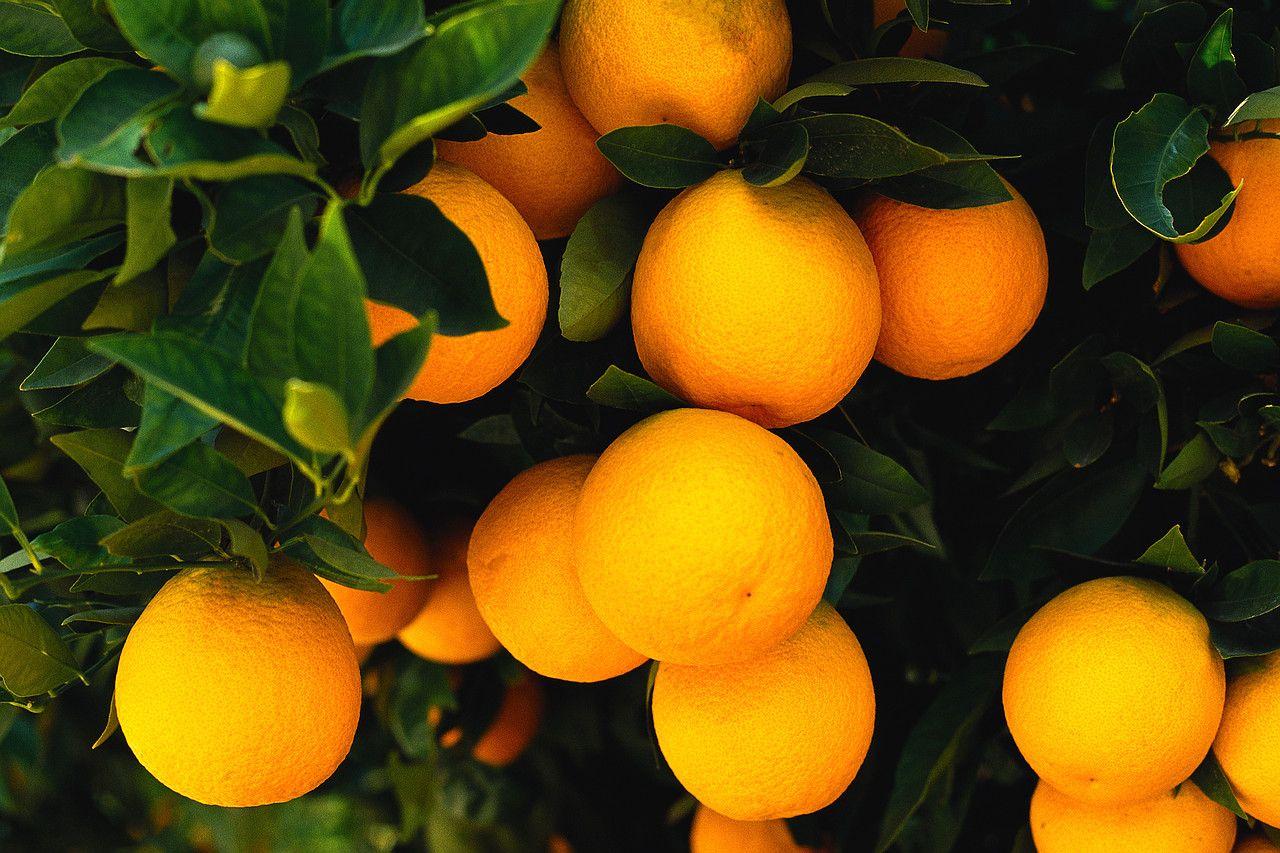 Oranges Wallpapers Wallpaper Cave