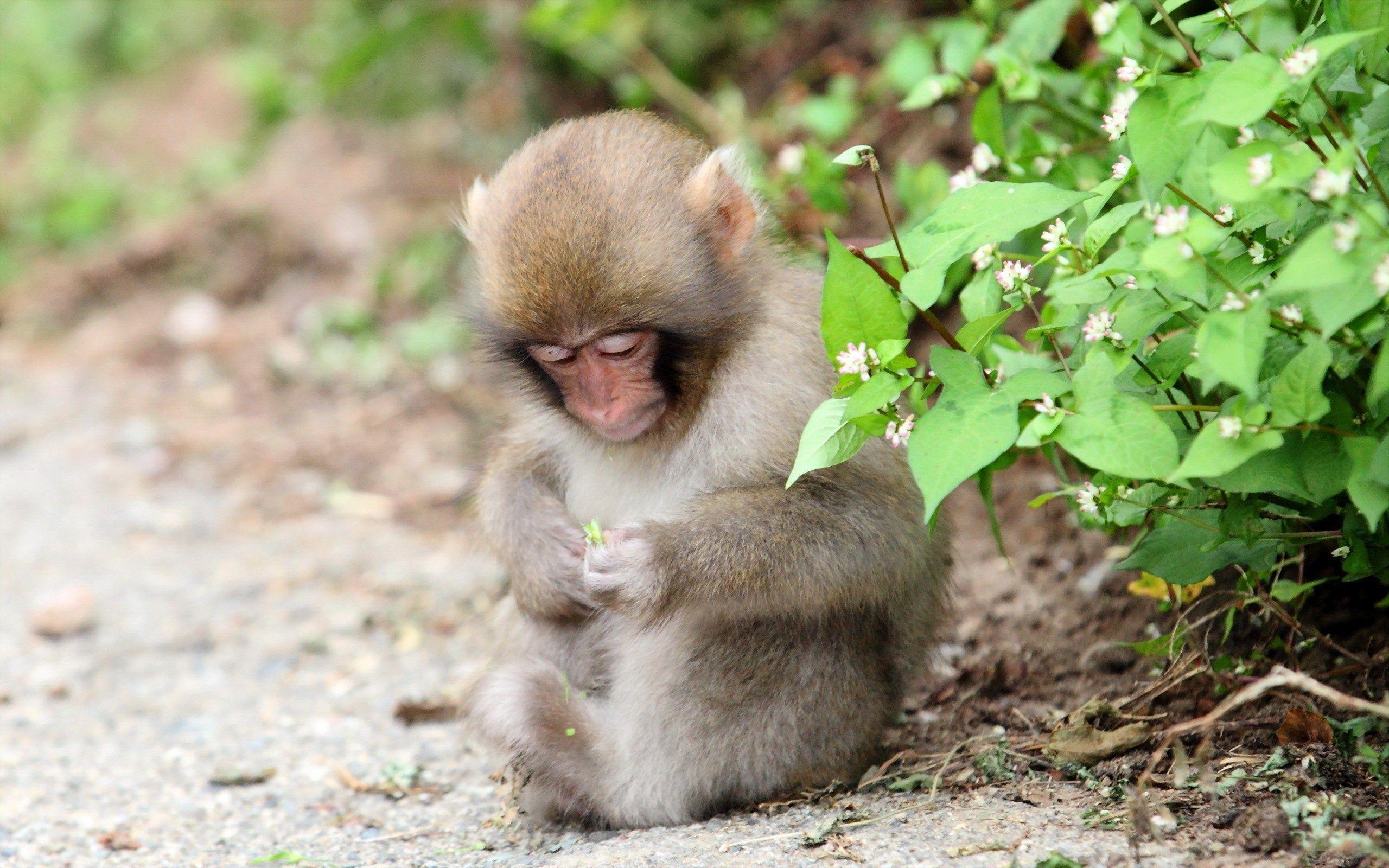 Baby Monkeys Wallpapers Wallpaper Cave