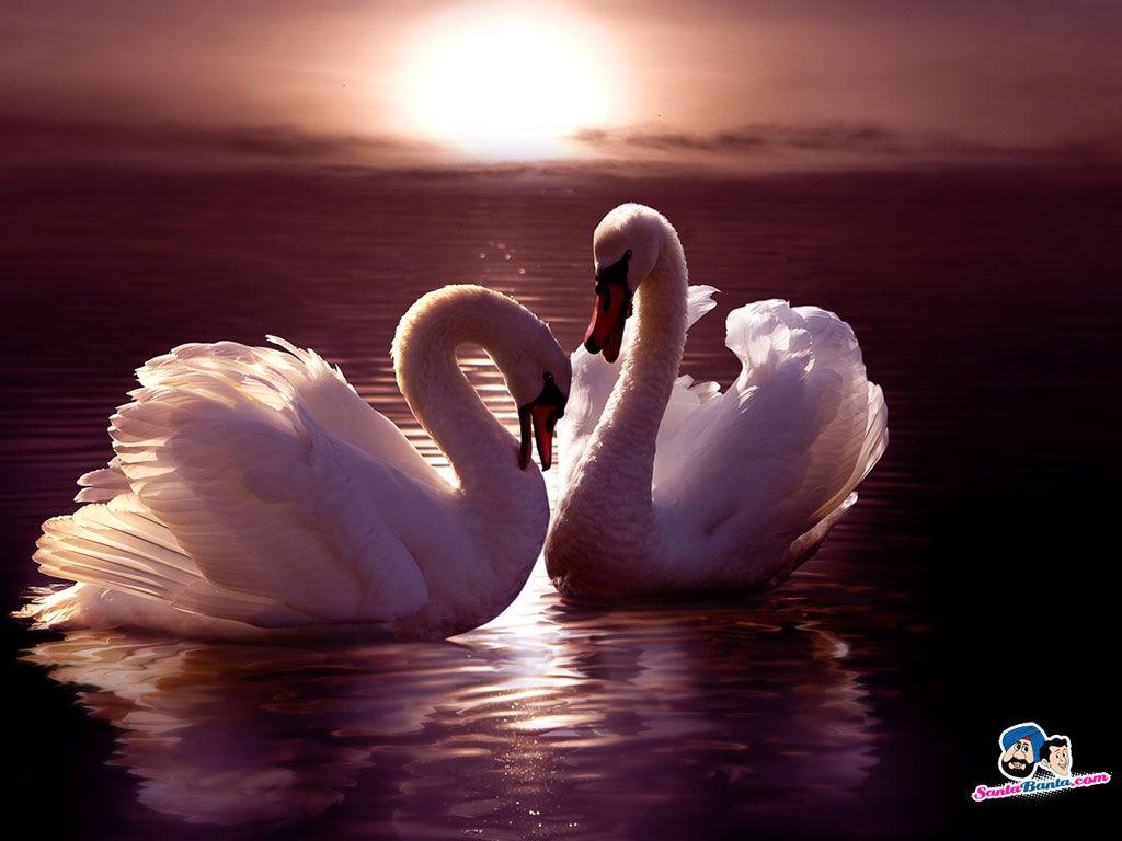 Swans Wallpapers Wallpaper Cave