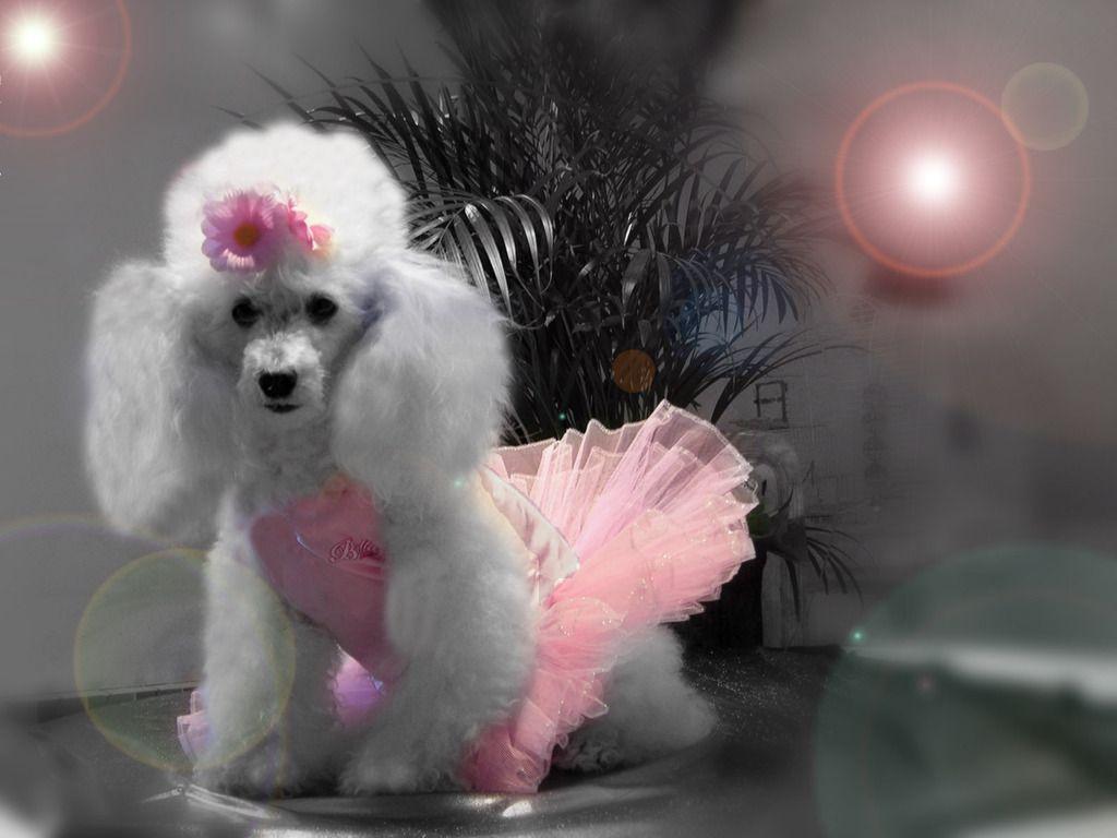 Poodles Wallpapers Wallpaper Cave