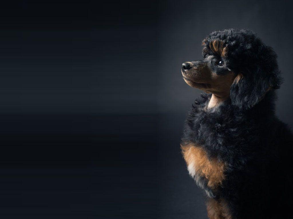 Poodles Wallpapers Wallpaper Cave