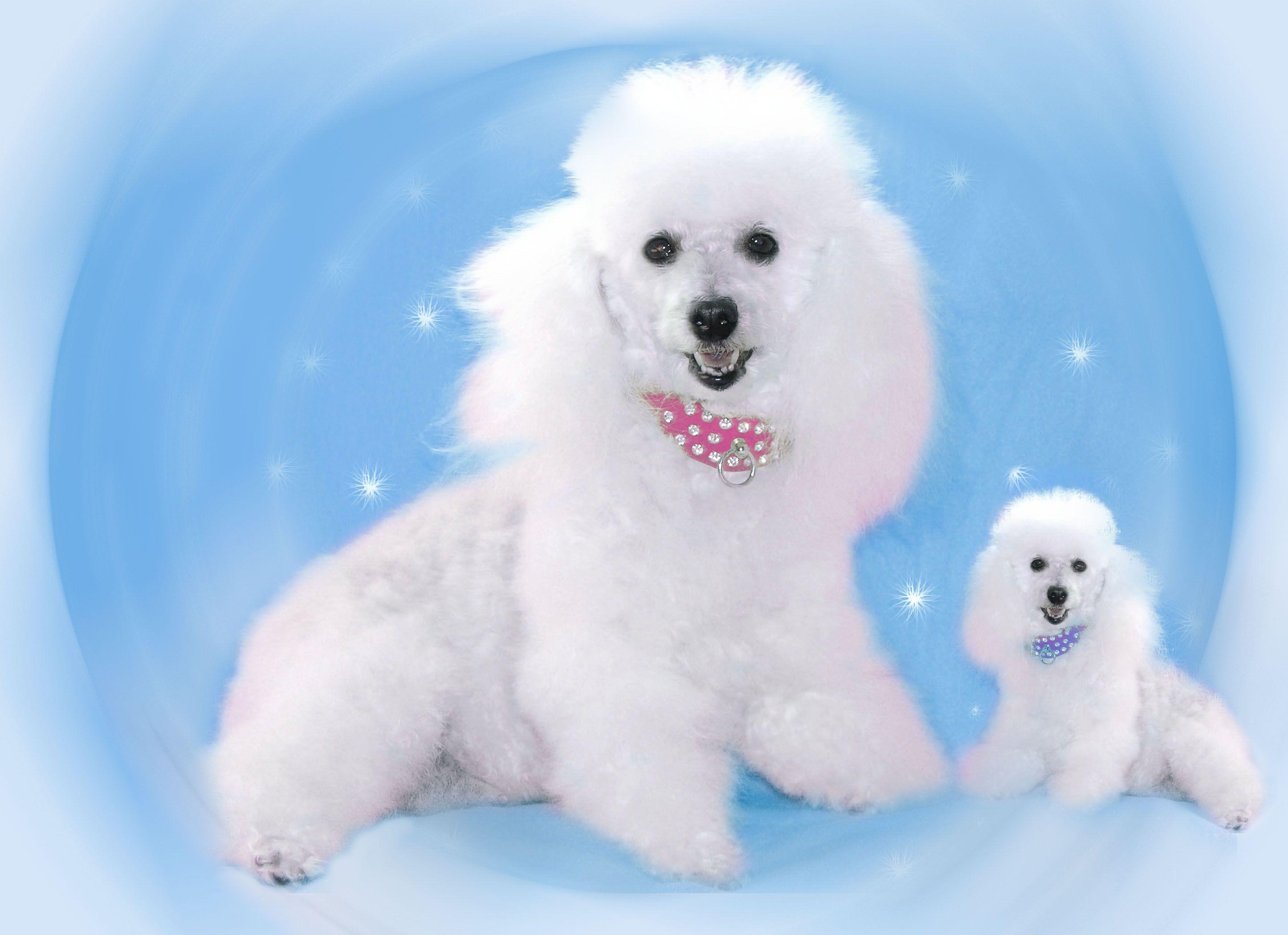 Poodles Wallpapers Wallpaper Cave
