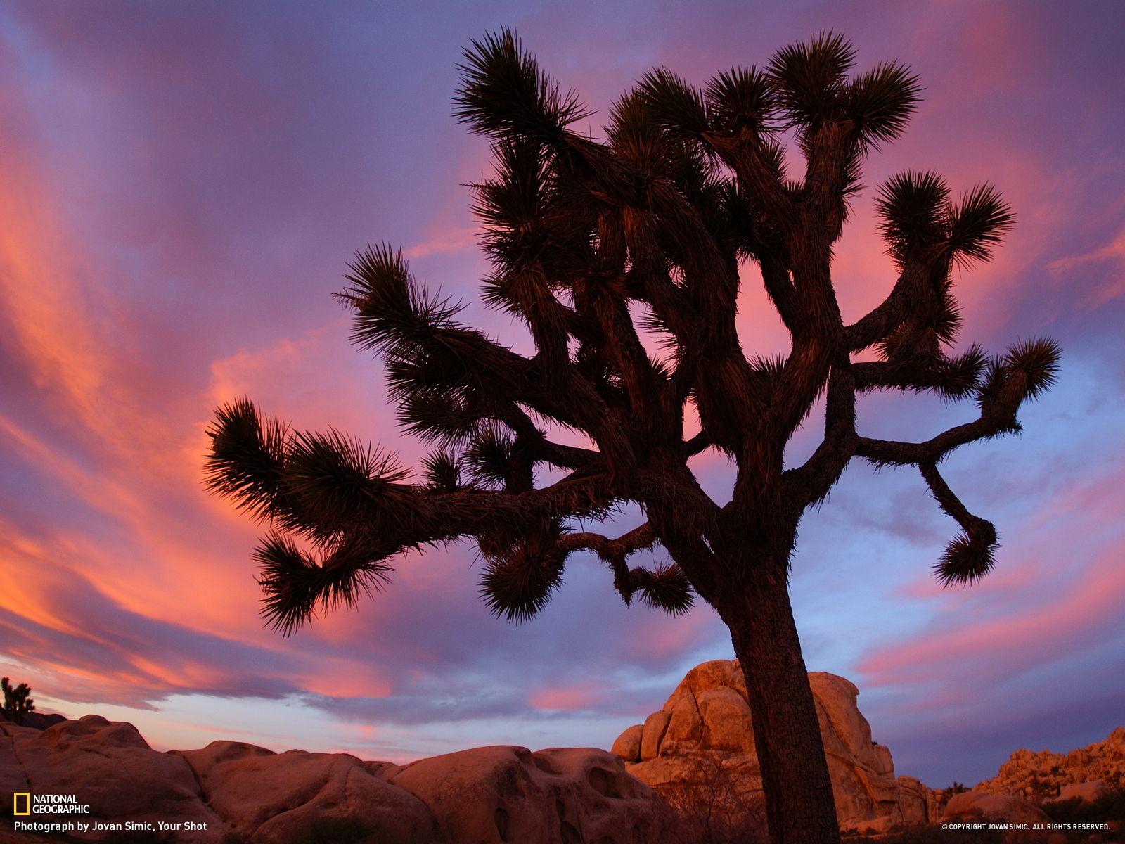 Joshua Tree National Park Wallpapers Wallpaper Cave