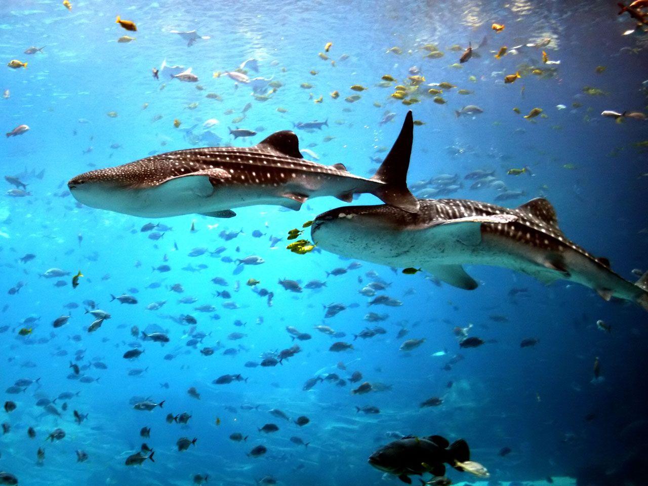 Whale Shark Wallpapers Wallpaper Cave
