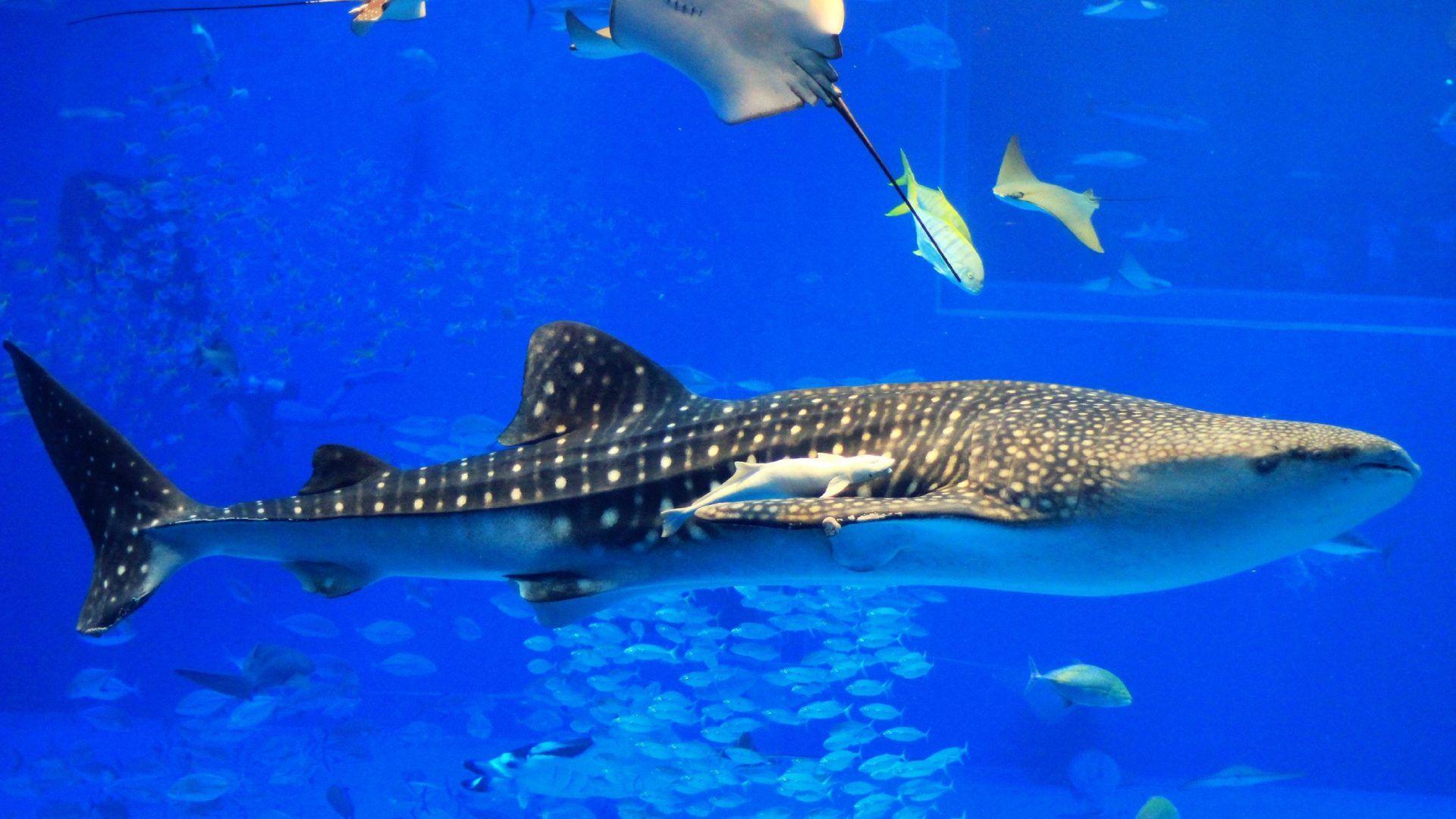 Whale Shark Wallpapers Wallpaper Cave
