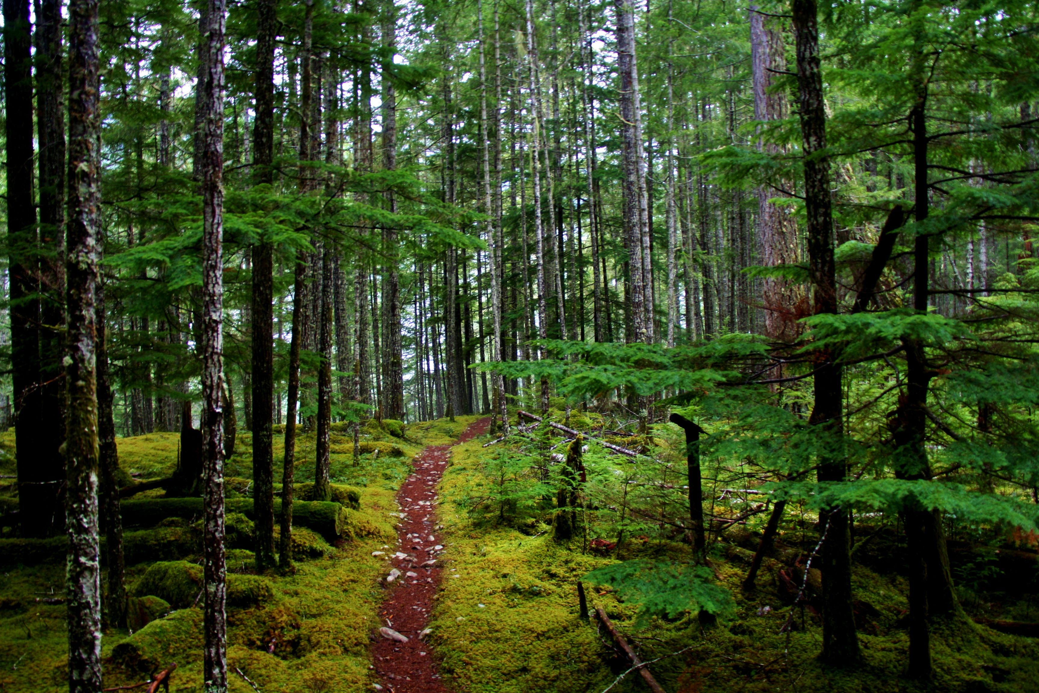Olympic National Park Wallpapers Wallpaper Cave