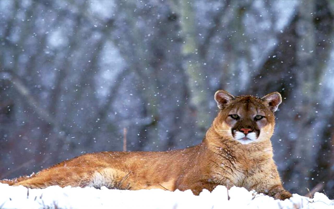 Mountain Lion Wallpapers Wallpaper Cave