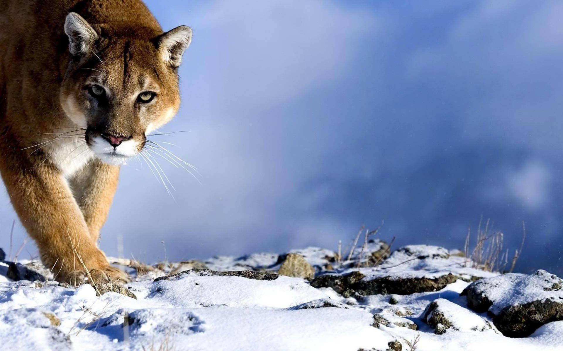 Mountain Lion Wallpapers Wallpaper Cave