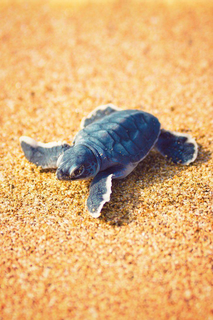 Baby Turtles Wallpapers Wallpaper Cave