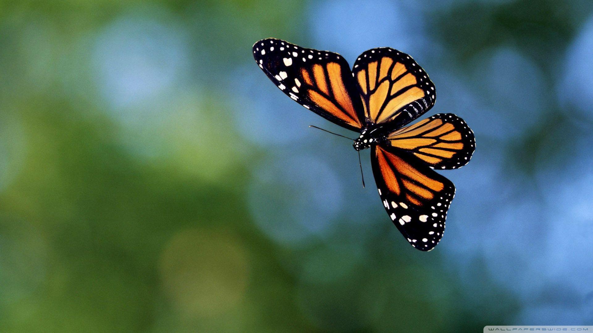Monarch Butterfly Wallpapers Wallpaper Cave