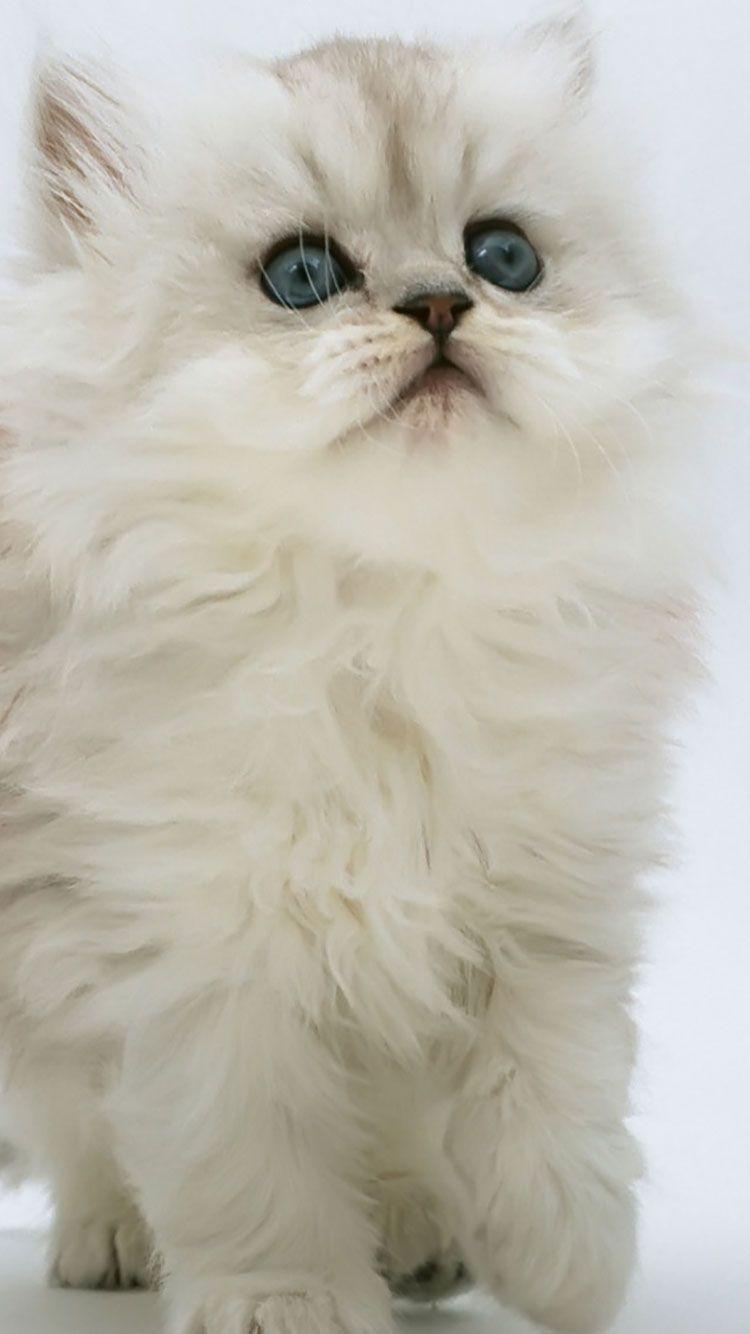 Persian Cat iPhone Wallpapers Wallpaper Cave