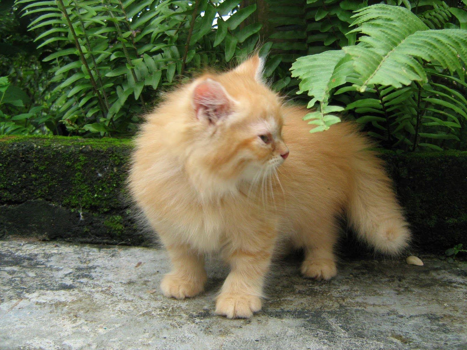 Persian Cat Wallpapers Wallpaper Cave