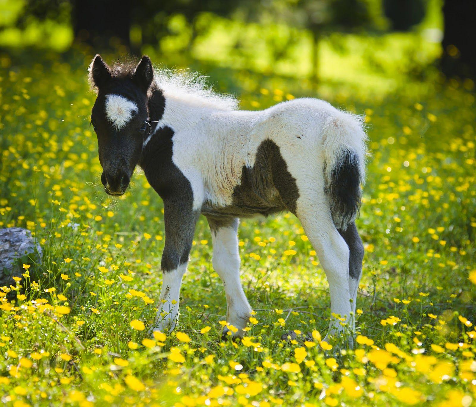 Baby Horses Wallpapers Wallpaper Cave