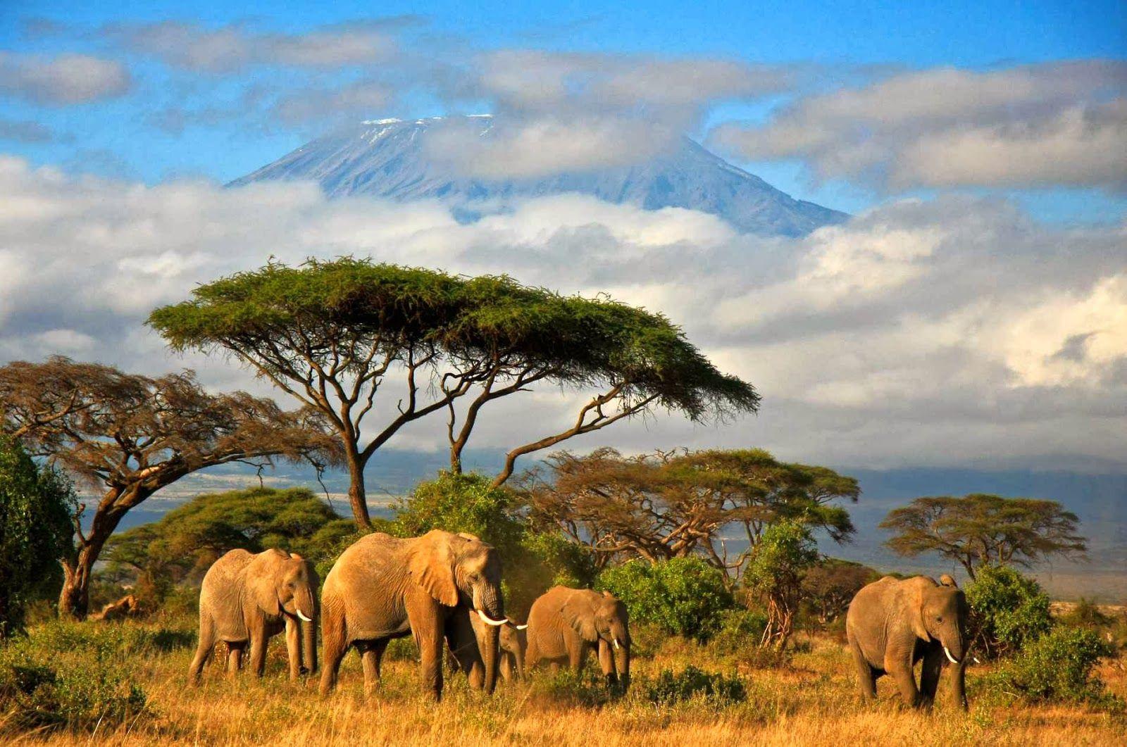 Tanzania Wallpapers Wallpaper Cave