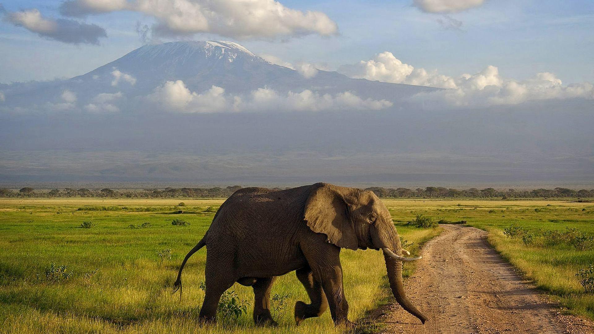 Tanzania Wallpapers Wallpaper Cave