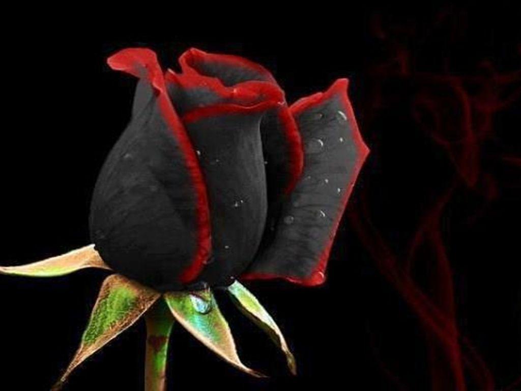 Dark Rose Wallpapers Wallpaper Cave