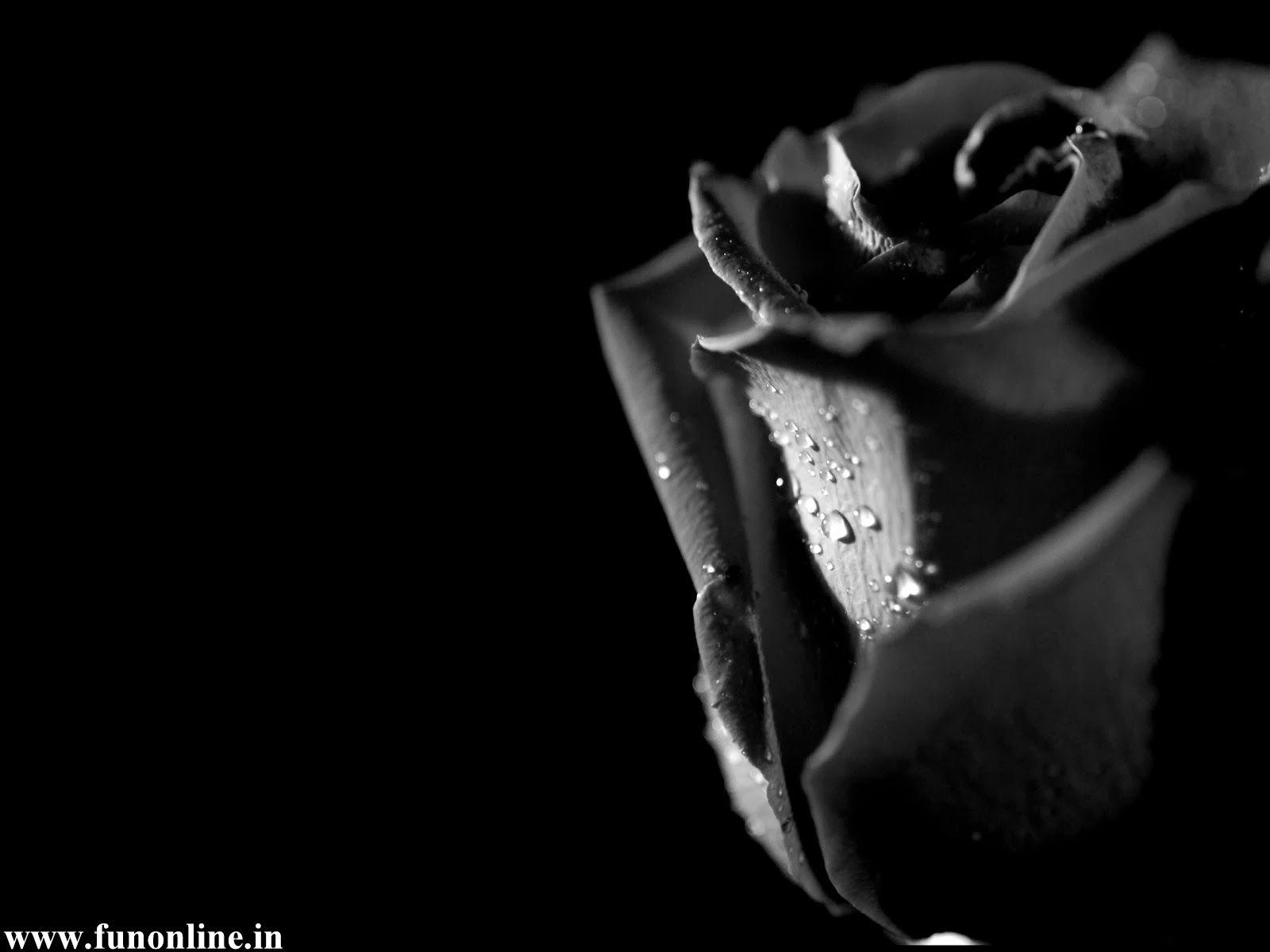 Dark Rose Wallpapers Wallpaper Cave