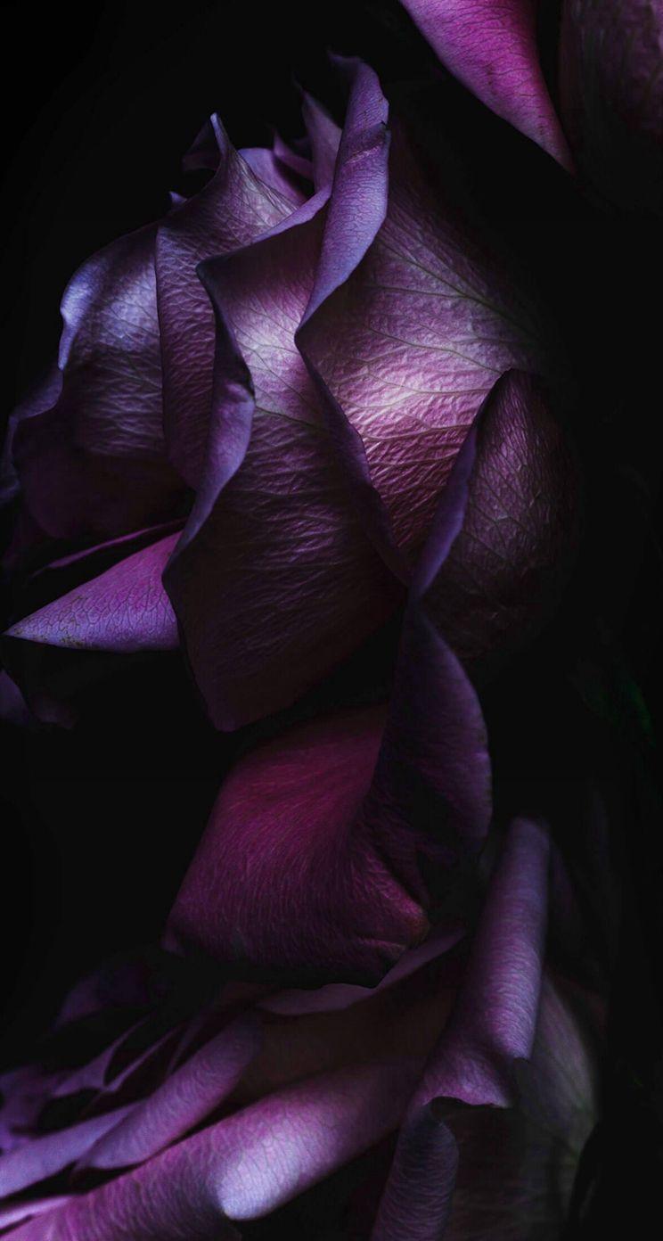 Dark Rose Wallpapers Wallpaper Cave